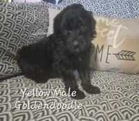 Jet, a male Goldendoodle for sale in Sears, MI – Photo 5 of 7