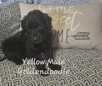 Jet, a male Goldendoodle for sale in Sears, MI – Photo 3 of 7