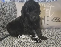 Jet, a male Goldendoodle for sale in Sears, MI – Photo 4 of 7