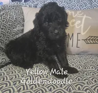 Jet, a male Goldendoodle for sale in Sears, MI – Photo 2 of 7