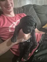 Asajj, a female Goldendoodle for sale in Sears, MI – 5 of 10