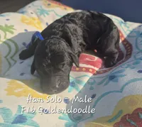 Han Solo, a male Goldendoodle for sale in Sears, MI – 4 of 6