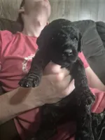 Asajj, a female Goldendoodle for sale in Sears, MI – 6 of 10
