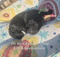 Obi Wan Kenobi, a male Goldendoodle for sale in Sears, MI – 4 of 7