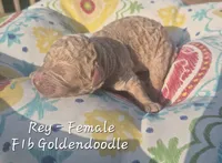 Rey, a female Goldendoodle for sale in Sears, MI – 6 of 6