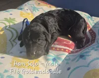 Han Solo, a male Goldendoodle for sale in Sears, MI – 1 of 6