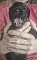Han Solo, a male Goldendoodle for sale in Sears, MI – 6 of 10