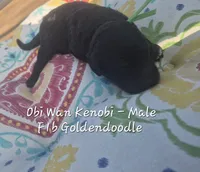 Obi Wan Kenobi, a male Goldendoodle for sale in Sears, MI – 5 of 7
