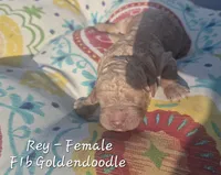 Rey, a female Goldendoodle for sale in Sears, MI – 3 of 6