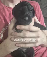 Han Solo, a male Goldendoodle for sale in Sears, MI – 2 of 10