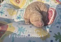 Rey, a female Goldendoodle for sale in Sears, MI – 4 of 6