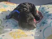 Han Solo, a male Goldendoodle for sale in Sears, MI – 3 of 6