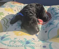 Han Solo, a male Goldendoodle for sale in Sears, MI – 2 of 6