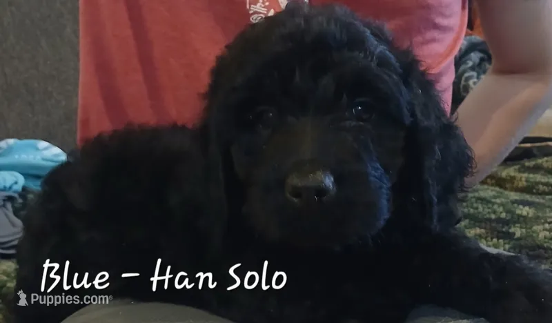 Han Solo – Goldendoodle puppy for sale in Sears, MI