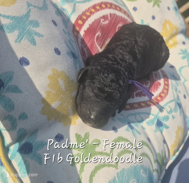 Padme' – Goldendoodle puppy for sale in Sears, MI
