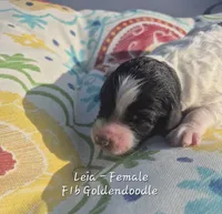 Leia, a female Goldendoodle for sale in Sears, MI – 2 of 7