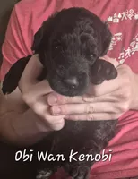 Obi Wan Kenobi, a male Goldendoodle for sale in Sears, MI – 3 of 9