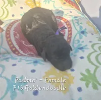 Padme', a female Goldendoodle for sale in Sears, MI – 7 of 7