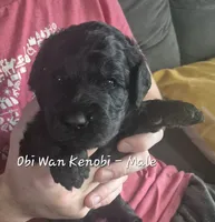 Obi Wan Kenobi, a male Goldendoodle for sale in Sears, MI – 1 of 9