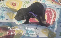 Padme', a female Goldendoodle for sale in Sears, MI – 2 of 7
