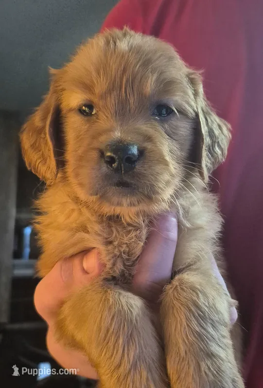 Dandie – Golden Retriever puppy for sale in Sears, MI