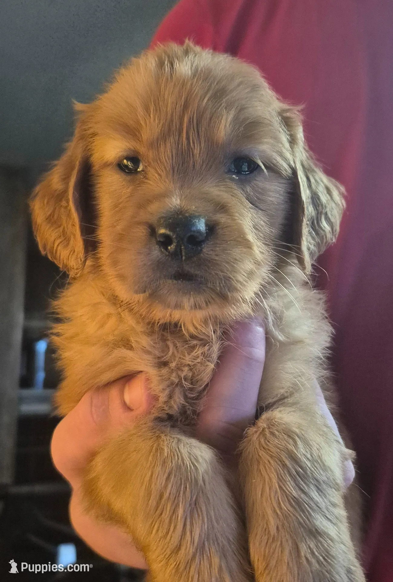 Dandie, a female Golden Retriever for sale in Sears, MI – Photo 1 of 10