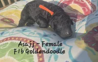 Asajj, a female Goldendoodle for sale in Sears, MI – 3 of 8