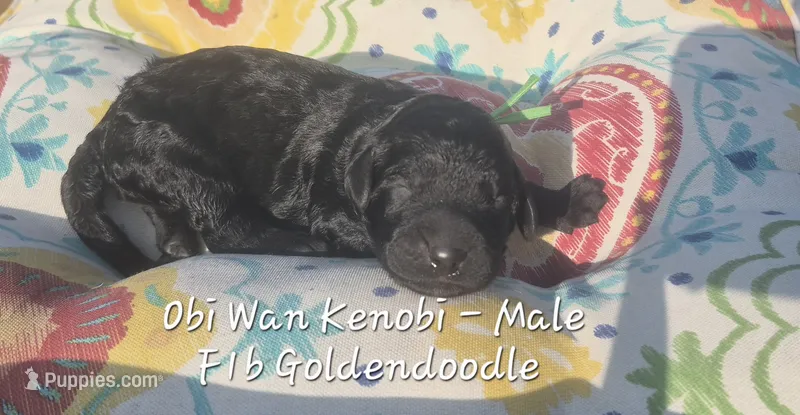 Obi Wan Kenobi – Goldendoodle puppy for sale in Sears, MI