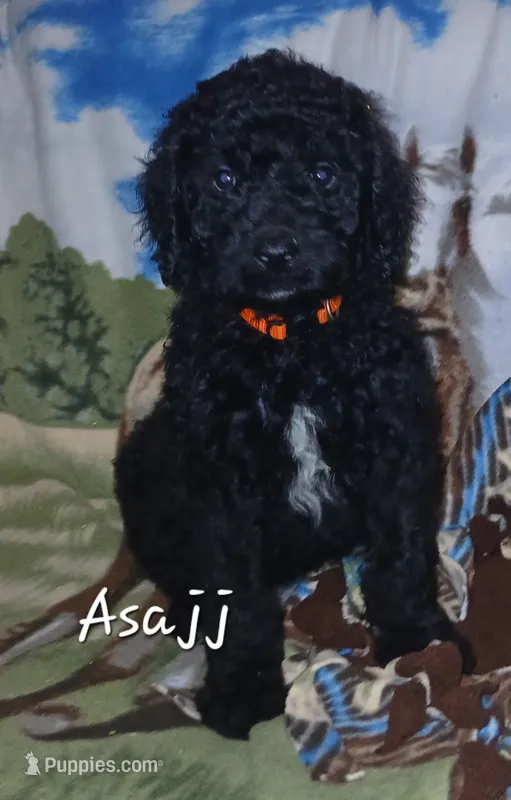 Asajj – Goldendoodle puppy for sale in Sears, MI