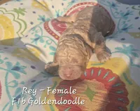 Rey, a female Goldendoodle for sale in Sears, MI – 2 of 6