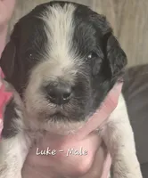 Luke, a male Goldendoodle for sale in Sears, MI – 3 of 10