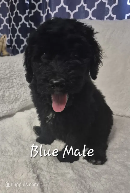 Jake – Goldendoodle puppy for sale in Sears, MI