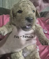 Rey, a female Goldendoodle for sale in Sears, MI – 3 of 10