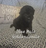 Jake, a male Goldendoodle for sale in Sears, MI – Photo 6 of 7