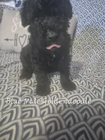 Jake, a male Goldendoodle for sale in Sears, MI – Photo 7 of 7