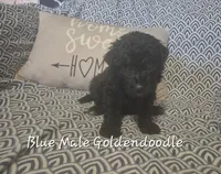 Jake, a male Goldendoodle for sale in Sears, MI – Photo 5 of 7
