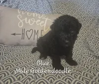 Jake, a male Goldendoodle for sale in Sears, MI – Photo 2 of 7