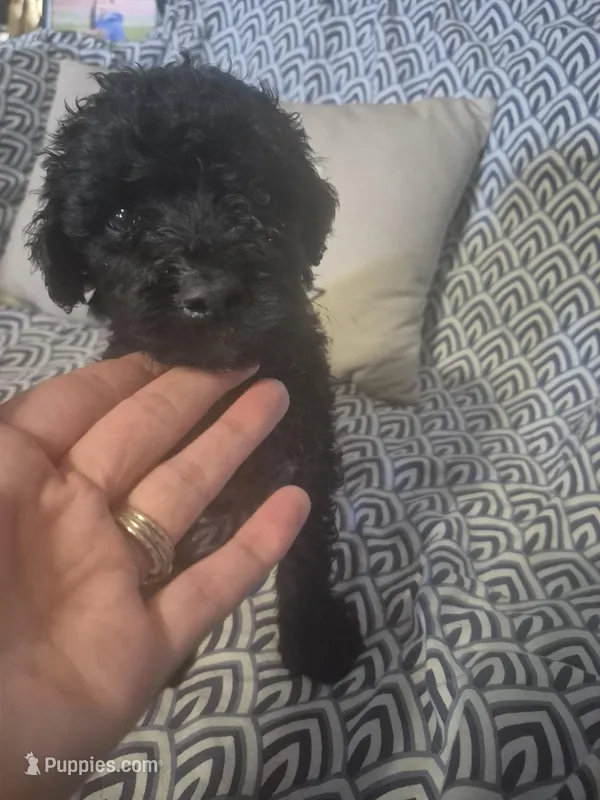Jake – Goldendoodle puppy for sale in Sears, MI
