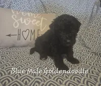Jake, a male Goldendoodle for sale in Sears, MI – Photo 3 of 7