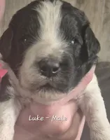 Luke, a male Goldendoodle for sale in Sears, MI – 1 of 10