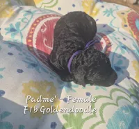 Padme', a female Goldendoodle for sale in Sears, MI – 5 of 7
