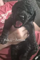 Asajj, a female Goldendoodle for sale in Sears, MI – 4 of 10