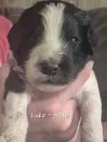 Luke, a male Goldendoodle for sale in Sears, MI – 2 of 10