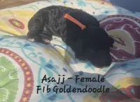 Asajj, a female Goldendoodle for sale in Sears, MI – 2 of 8