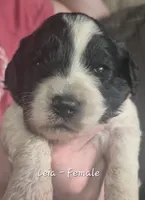 Leia, a female Goldendoodle for sale in Sears, MI – 4 of 10