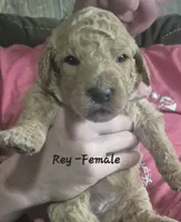 Rey, a female Goldendoodle for sale in Sears, MI – 1 of 10