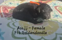 Asajj, a female Goldendoodle for sale in Sears, MI – 6 of 8