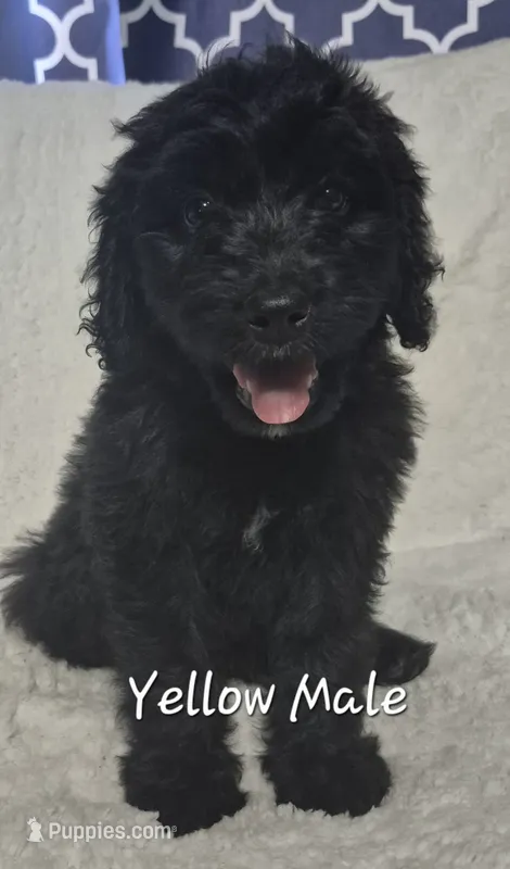 Jet – Goldendoodle puppy for sale in Sears, MI