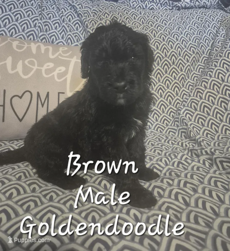 Jasper – Goldendoodle puppy for sale in Sears, MI
