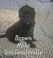 Jasper, a male Goldendoodle for sale in Sears, MI – Photo 1 of 6